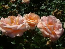 westbroekpark_227x170_076.jpg