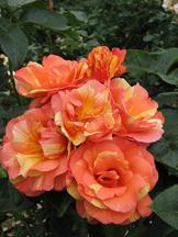 westbroekpark_162x216_002.jpg