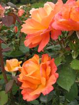 westbroekpark_162x216_049.jpg