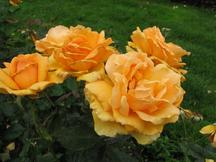 westbroekpark_216x162_004.jpg