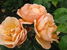 westbroekpark_216x162_005.jpg