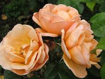 westbroekpark_216x162_006.jpg