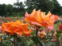 westbroekpark_216x162_045.jpg