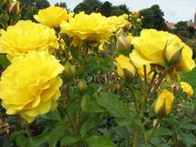 westbroekpark_216x162_052.jpg