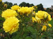 westbroekpark_216x162_053.jpg