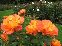 westbroekpark_216x162_078.jpg