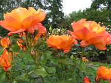 westbroekpark_216x162_079.jpg