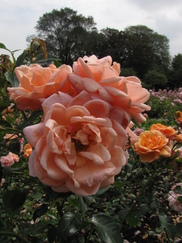 denhaag_182x243_1246.jpg