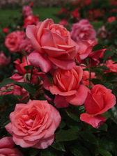 rozen_168x224_7990.jpg
