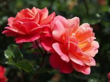 rozen_224x168_7962.jpg