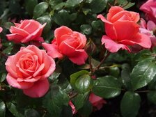 rozen_224x168_7987.jpg