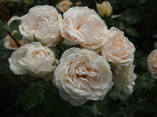 rozen_224x168_7992.jpg