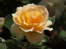 rozen_224x168_8016.jpg