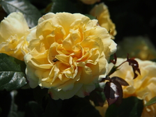 rozen_224x168_8024.jpg