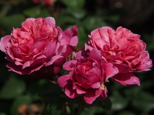 rozen_224x168_8025.jpg