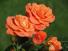 rozen_224x168_8039.jpg