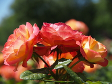 rozen_224x168_8059.jpg