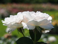 rozen_224x168_8071.jpg