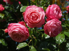rozen_224x168_8090.jpg