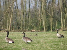 westfriesland_227x170_005.jpg