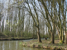 westfriesland_227x170_009.jpg