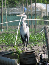 wf_162x216_006.jpg