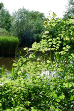 wielen_150x225_030.jpg