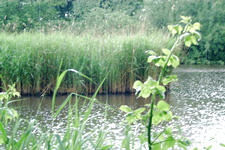 wielen_225x150_018.jpg
