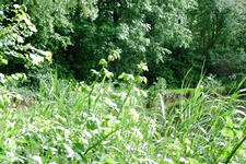 wielen_225x150_020.jpg