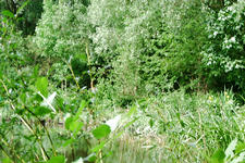 wielen_225x150_027.jpg